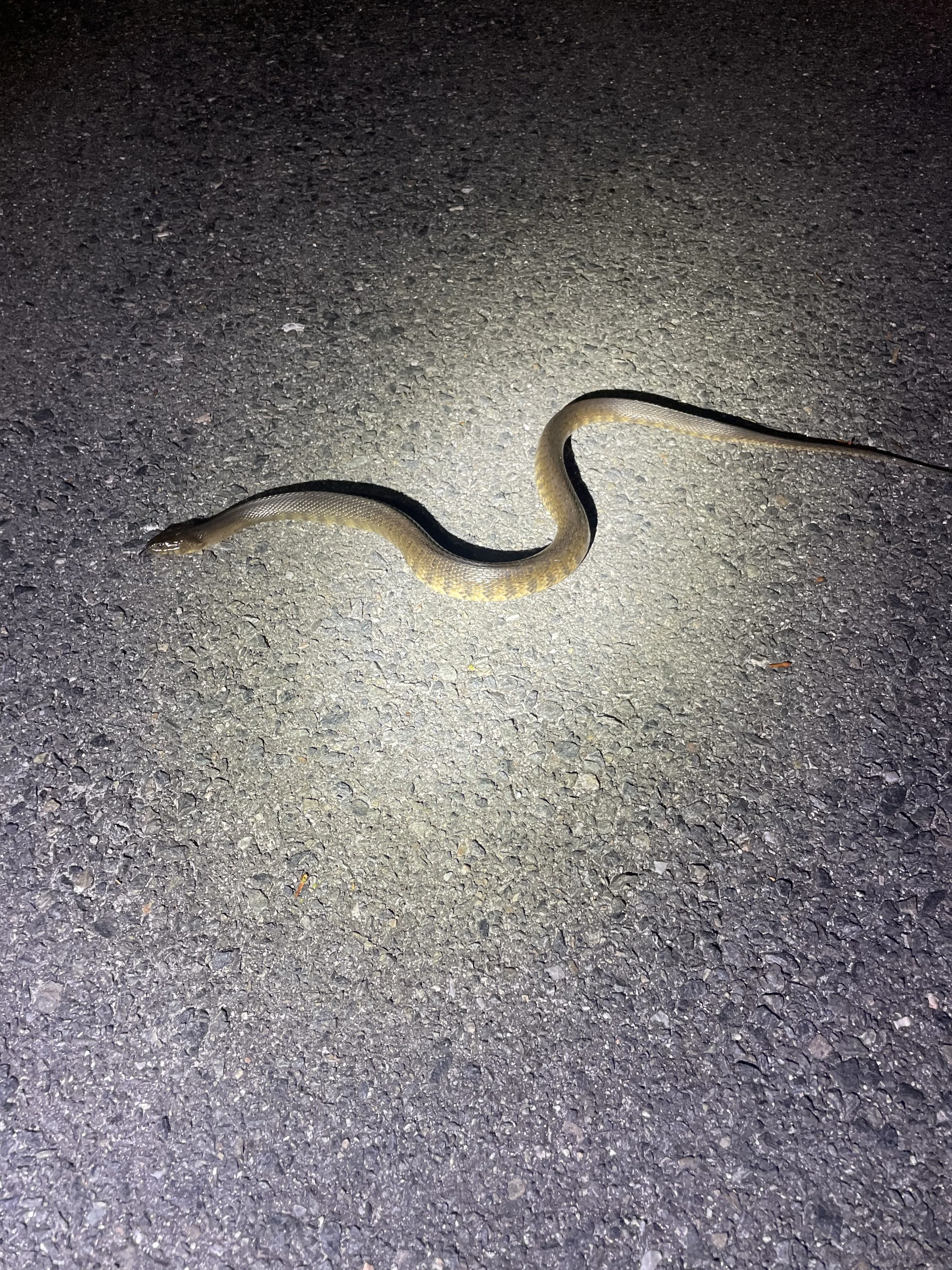 Florida green water snake (Nerodia floridana)
