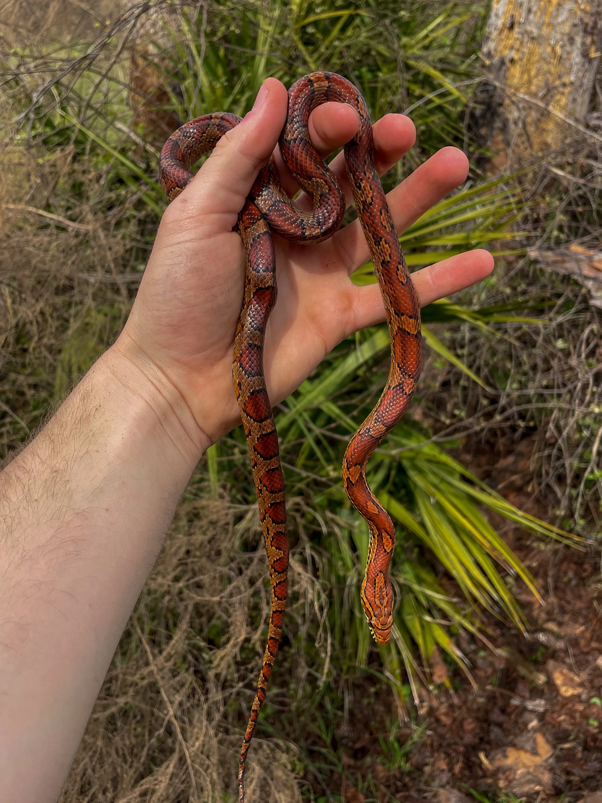 Corn snake (Pantherophis guttatus)