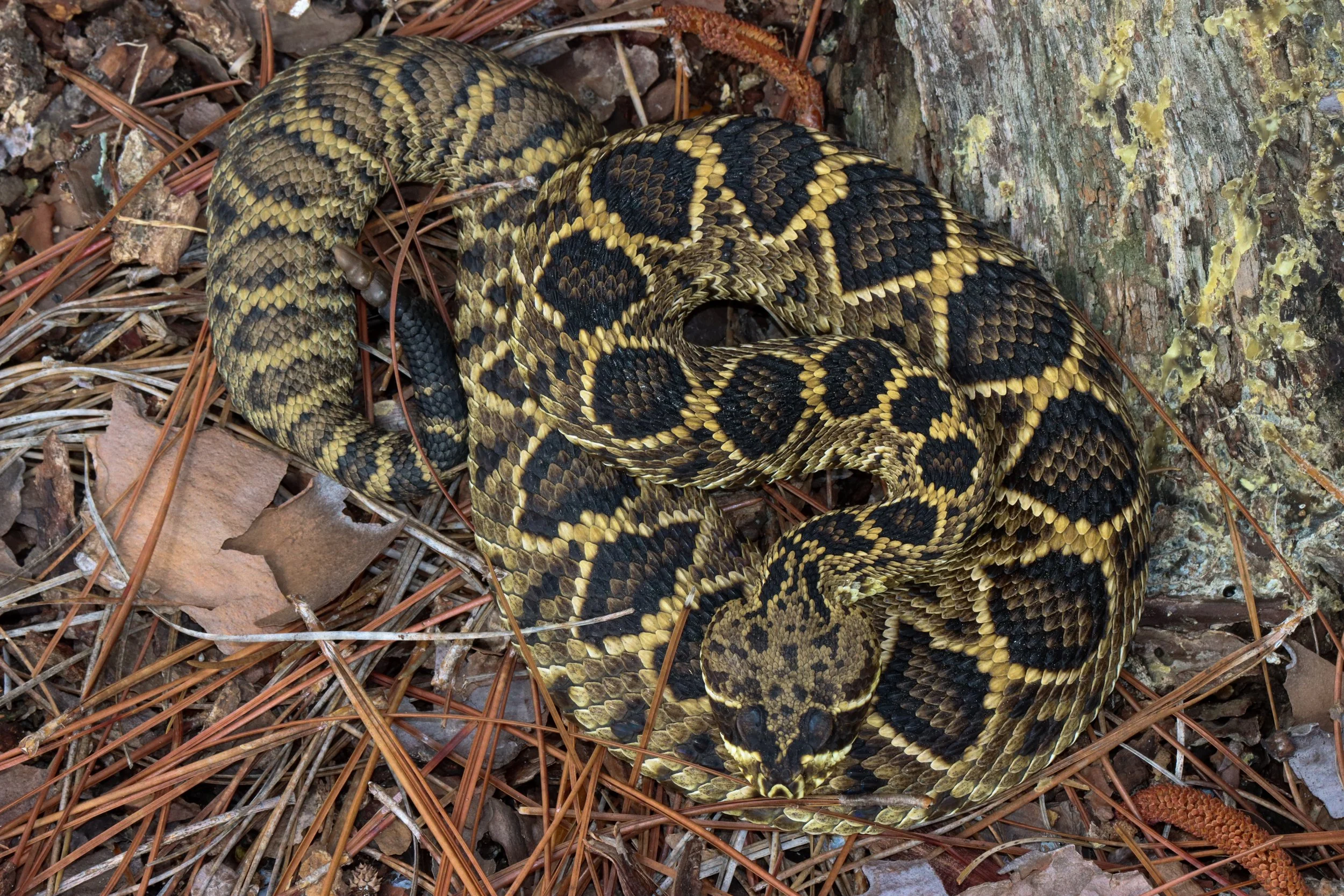 Eastern diamondback rattlesnake (Crotalus adamanteus)