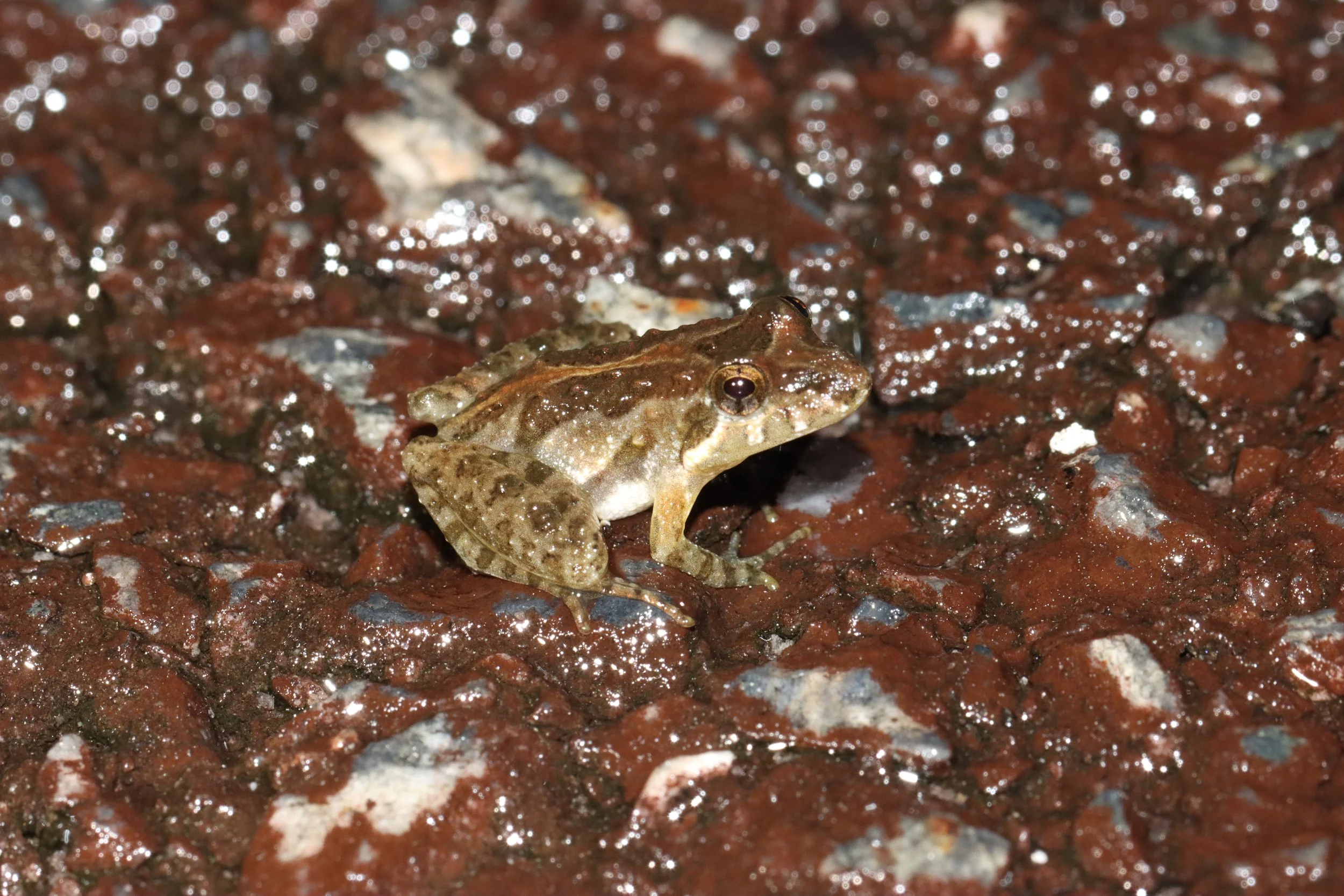 Southern cricket frog (Acris gryllus)