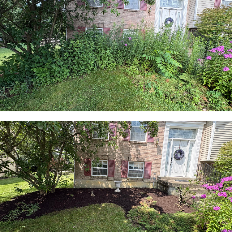 Comparison of a front yard before and after landscaping. The top image shows a yard with overgrown plants and weeds, while the bottom image shows a neatly landscaped yard with freshly black mulched flower beds, a white decorative birdbath, and trimmed bushes in front of a brick house with purple shutters.
