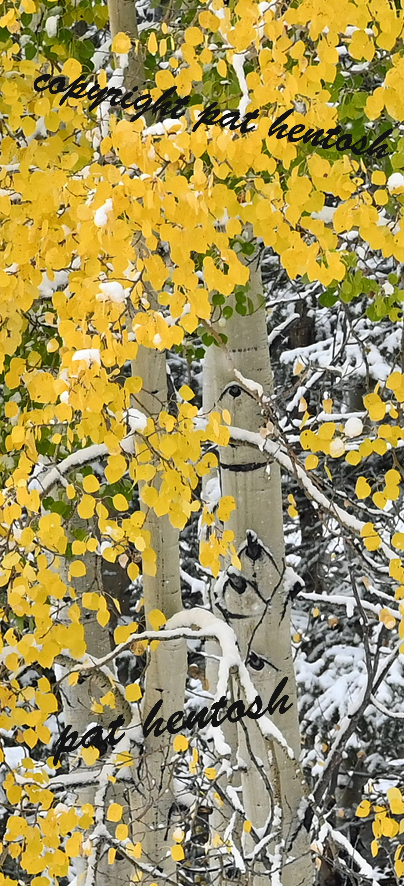 DSC 1830 Autumn aspen foliage after a snowstorm