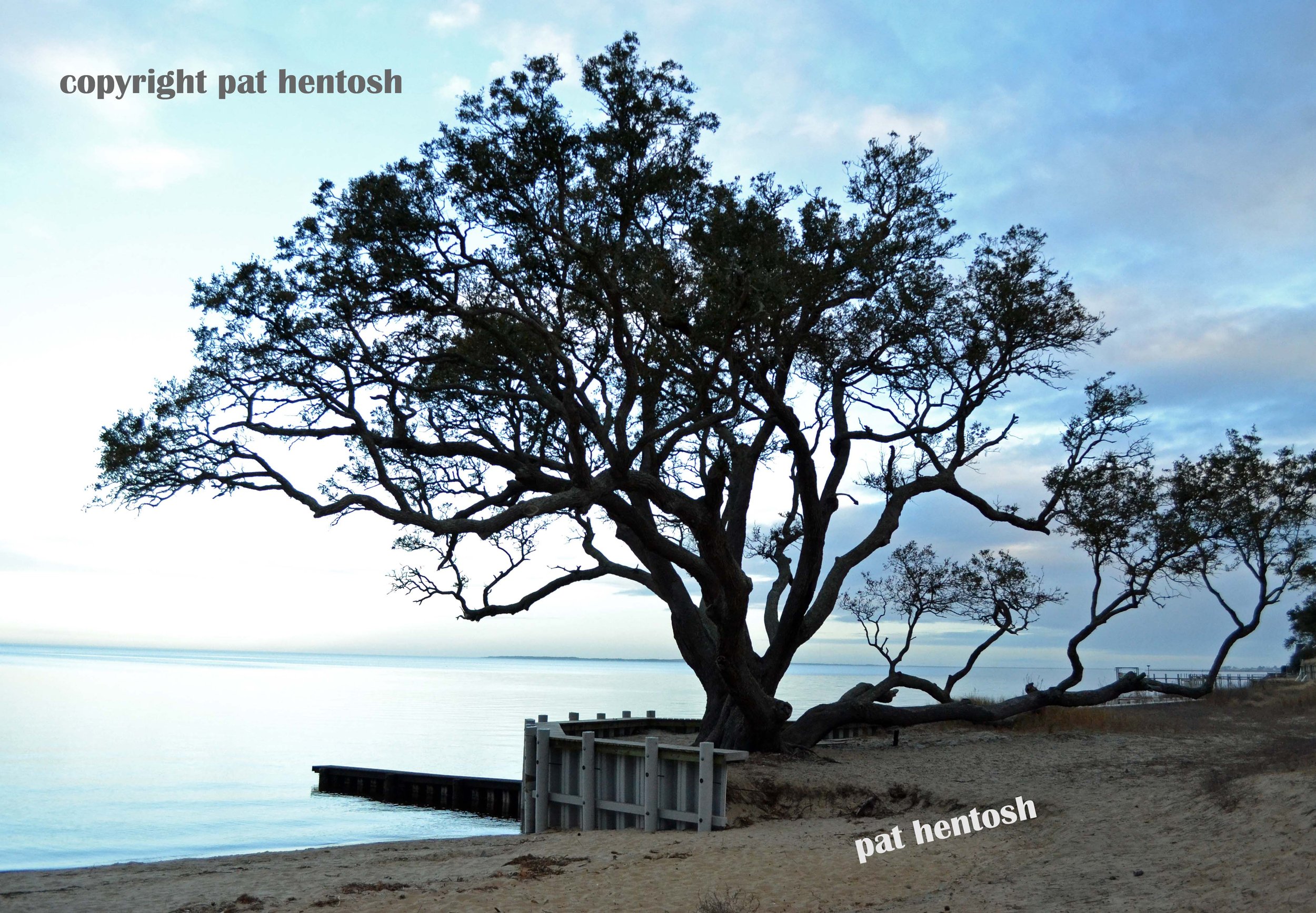 DSC 0463 Tree Silhouette Colington Harbor, Outer Banks