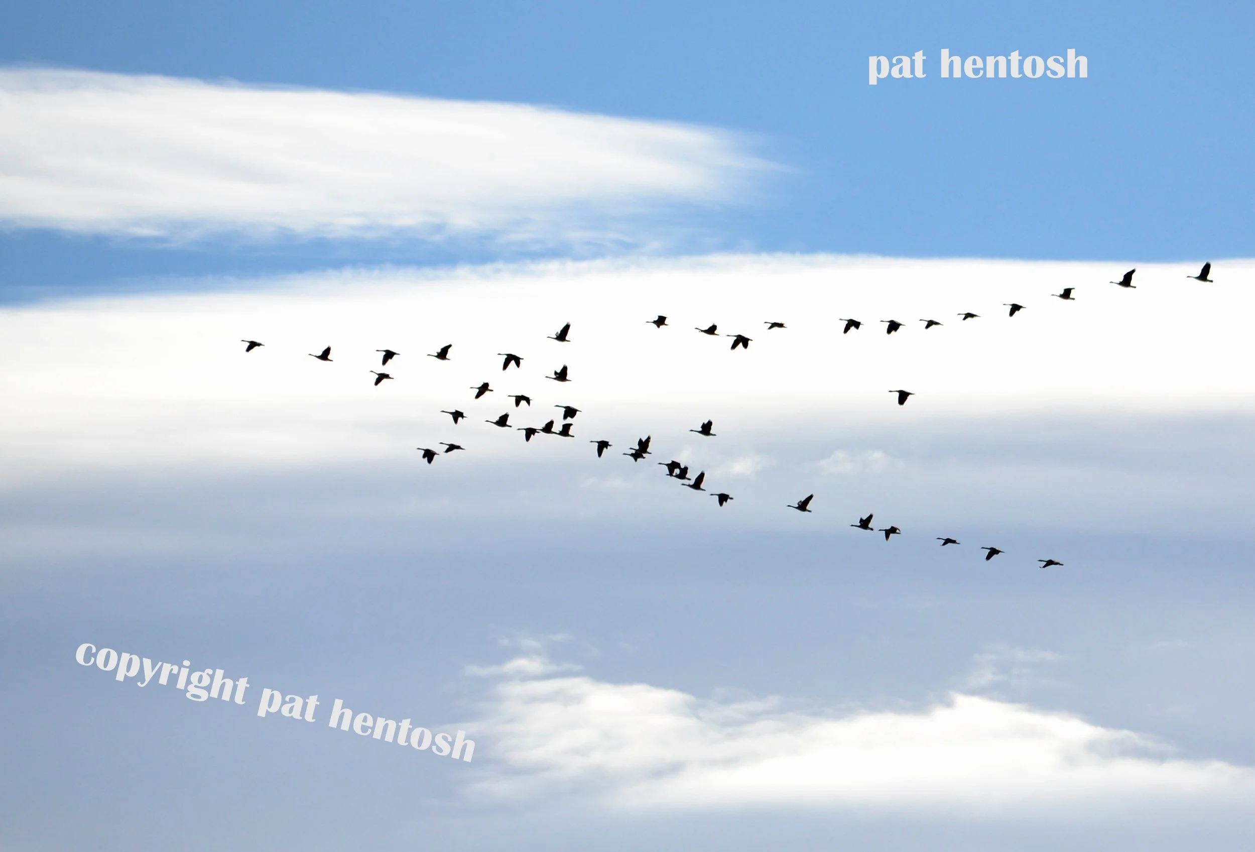 SC 0337 Migrating geese in file (sort of)