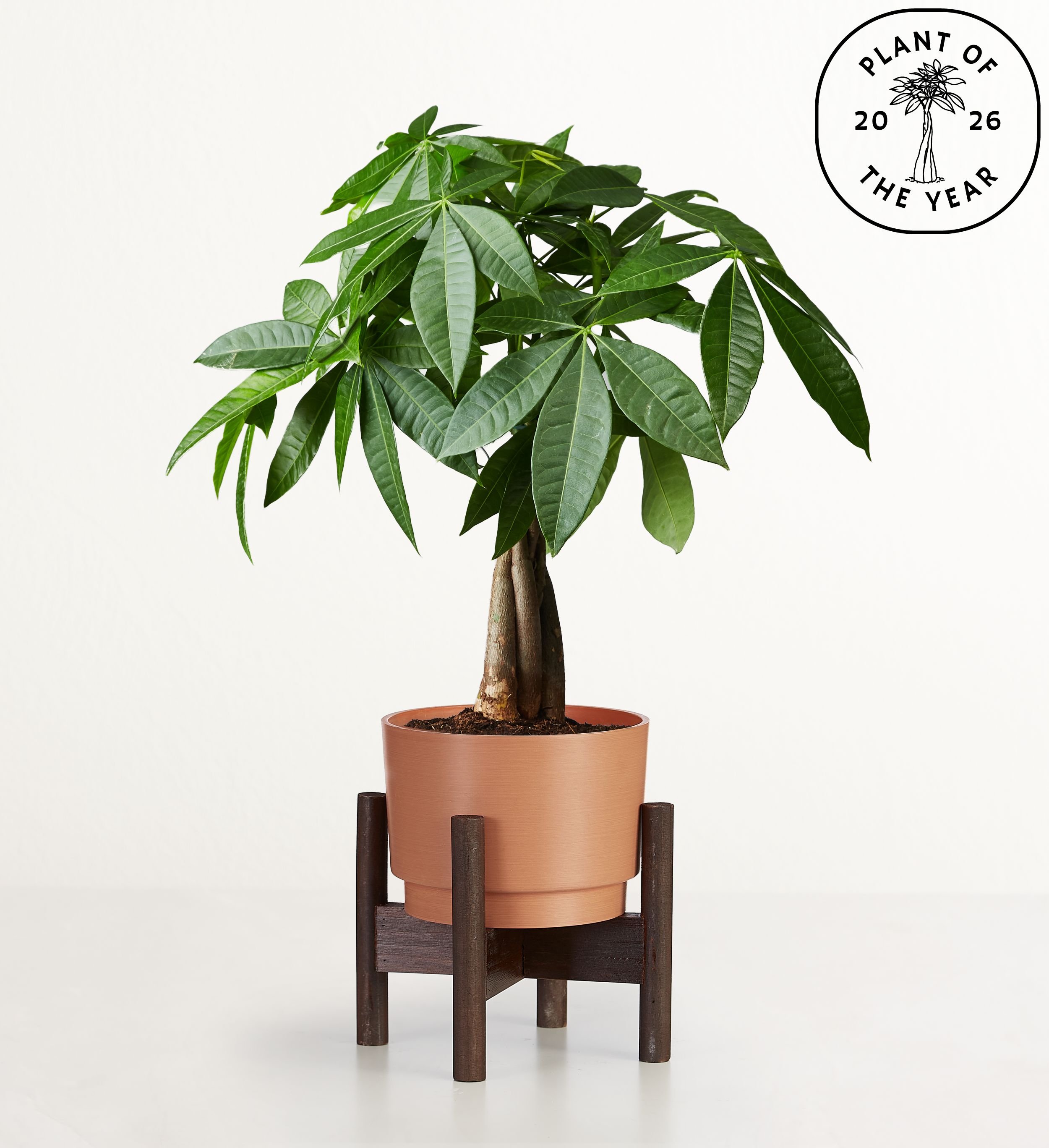 Money Tree + Free House Plant Book