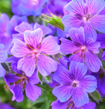 Screenshot 2024-03-11 at 1.05.59 PM.png