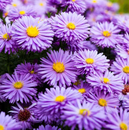 Screenshot 2024-03-07 at 12.15.21 PM.png