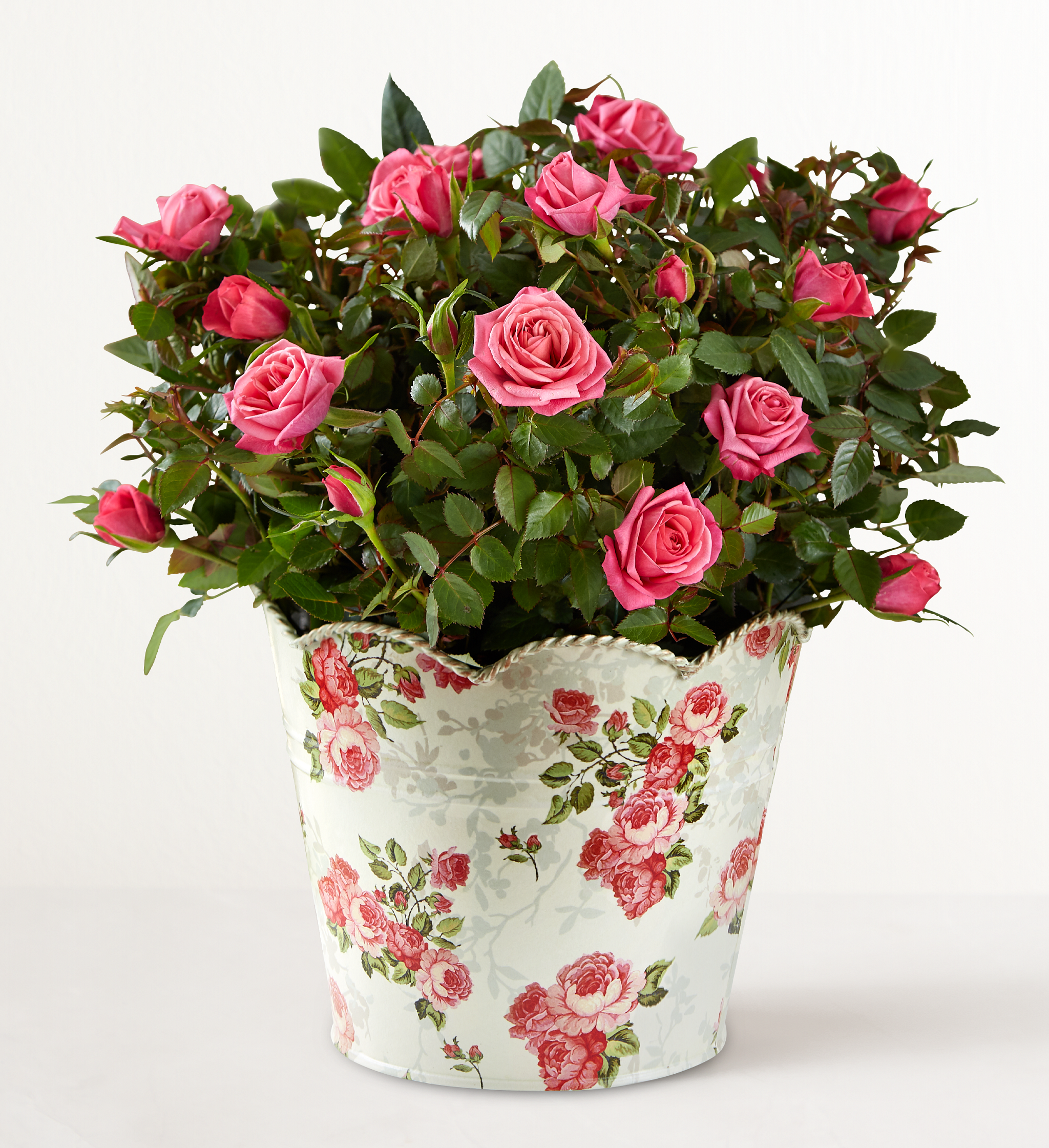 Classic Budding Rose