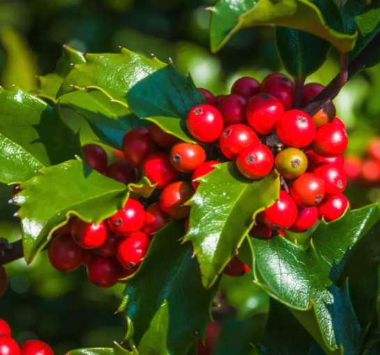 Screenshot 2024-03-07 at 12.16.47 PM.png