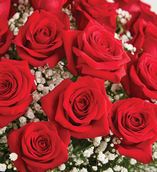 Roses - Red, Pink & Assorted