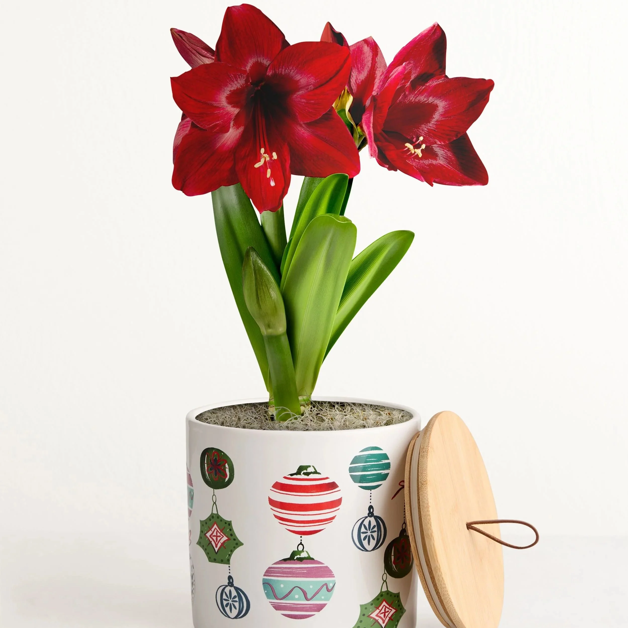 Merry Everything Amaryllis