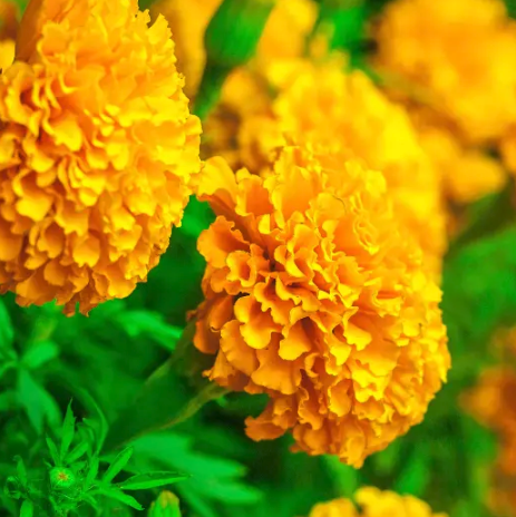 Screenshot 2024-03-07 at 12.15.46 PM.png