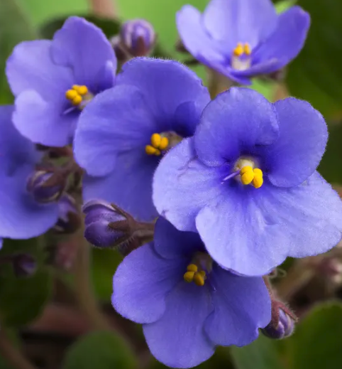 Screenshot 2024-03-07 at 12.14.15 PM.png