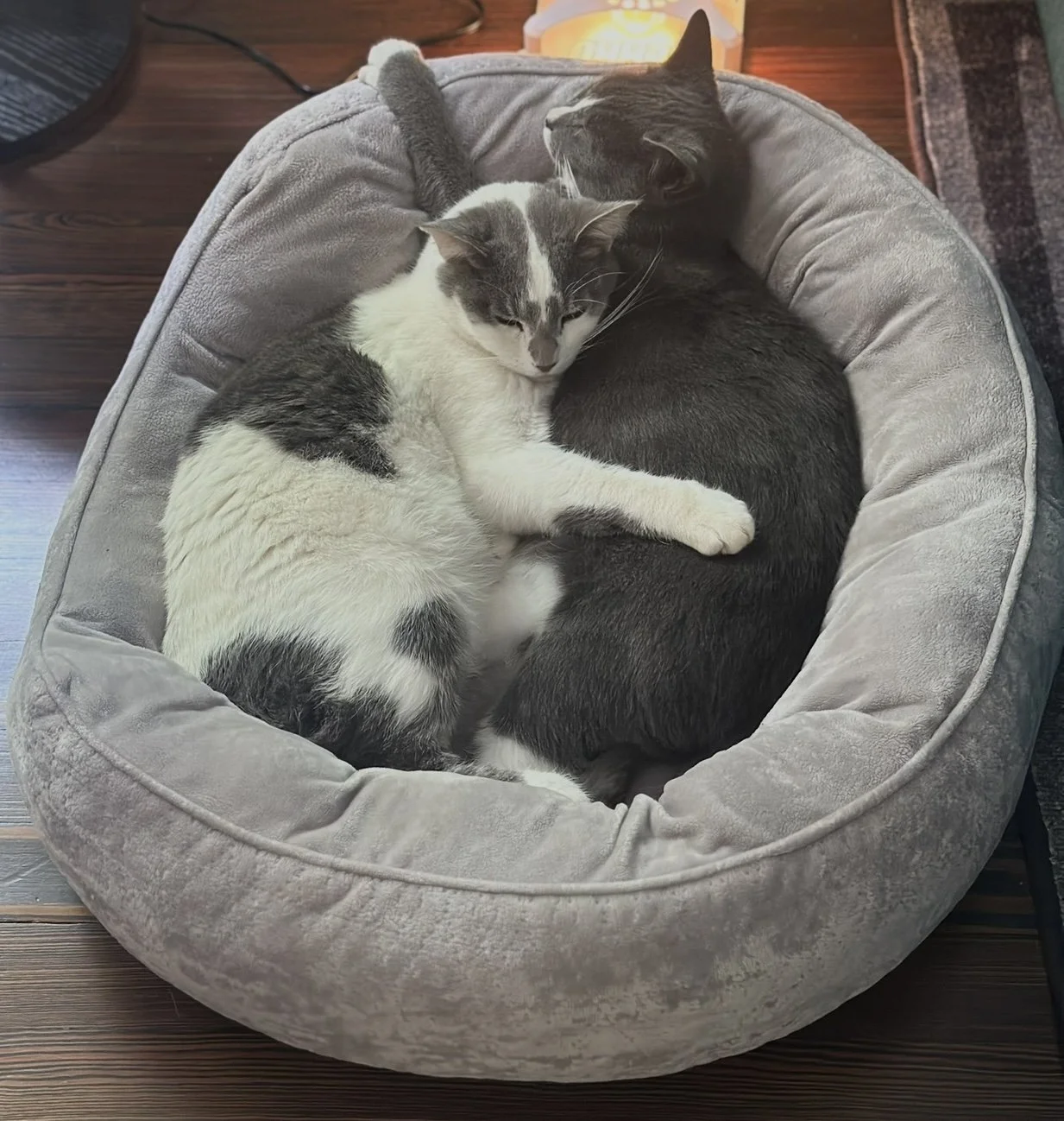 west orange photo of cats 2.jpg