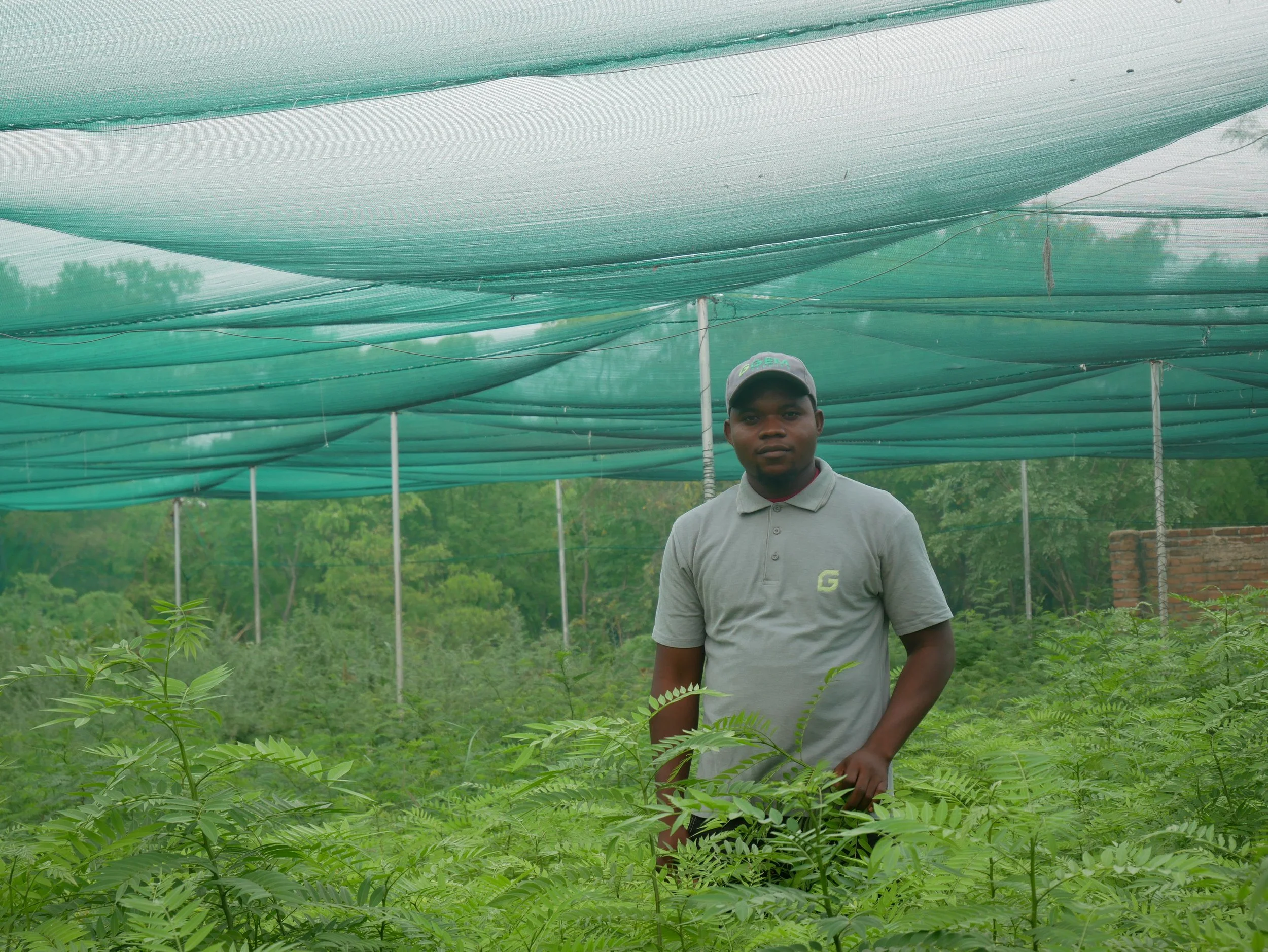 A man standing in a lush green plant nursery or farm, wearing a gray polo shirt and a cap, surrounded by green plants under a canopy of green shade cloths.