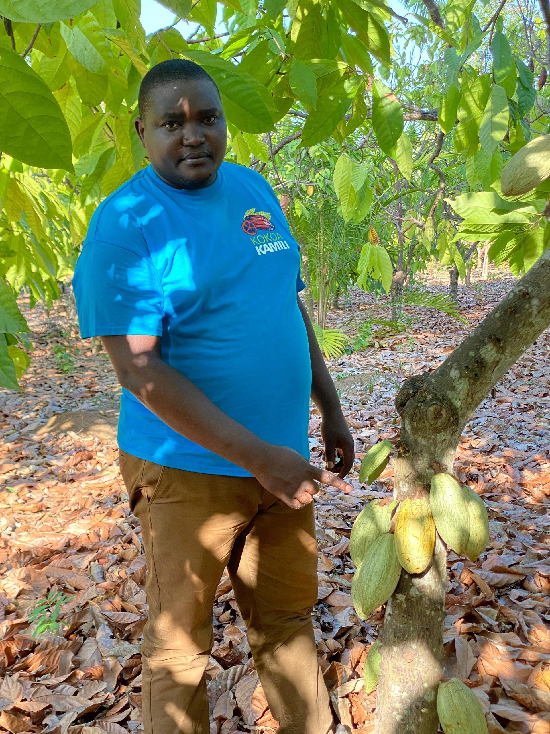 A man standing in a cocoa farm, pointing at a cluster of cocoa pods on a tree. He is wearing a blue T-shirt and tan pants, with green leaves and dry leaves on the ground.