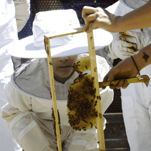 Whole Foods Market Foundation: Improving Children's Nutrition, Bee Grant, Student in Bee Suit