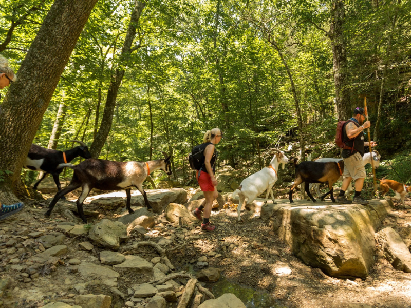 GOAT HIKE & WINERY VISIT