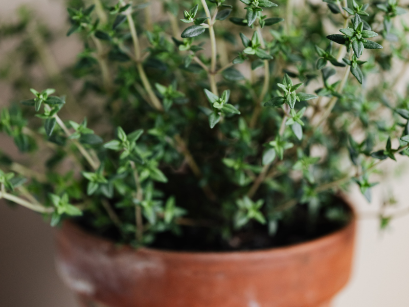 Craft Night | Painted Herb Planters