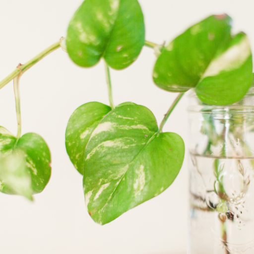 Craft Night | Plant Propagation