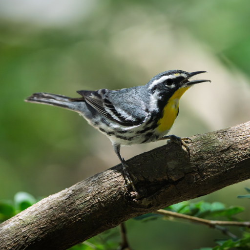 Modern Birding 