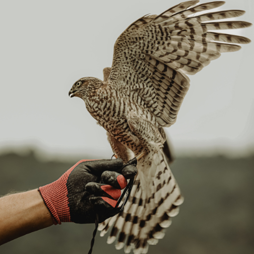 Falconry Event