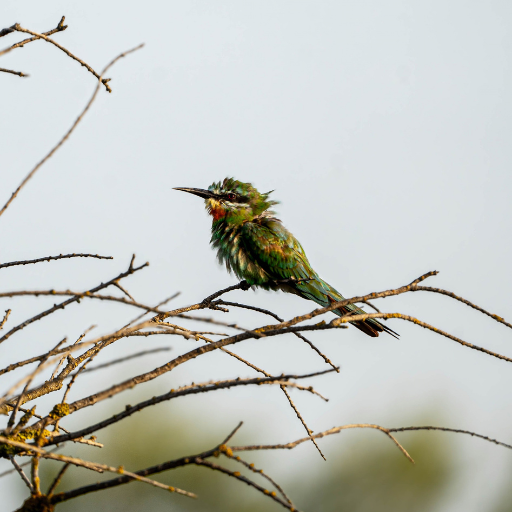 Fall Birding
