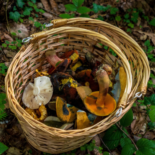 Foraging Educational Event