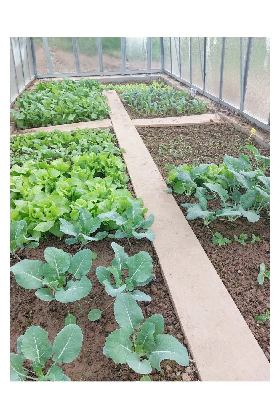 Naše zelenina - Agro Sychrov