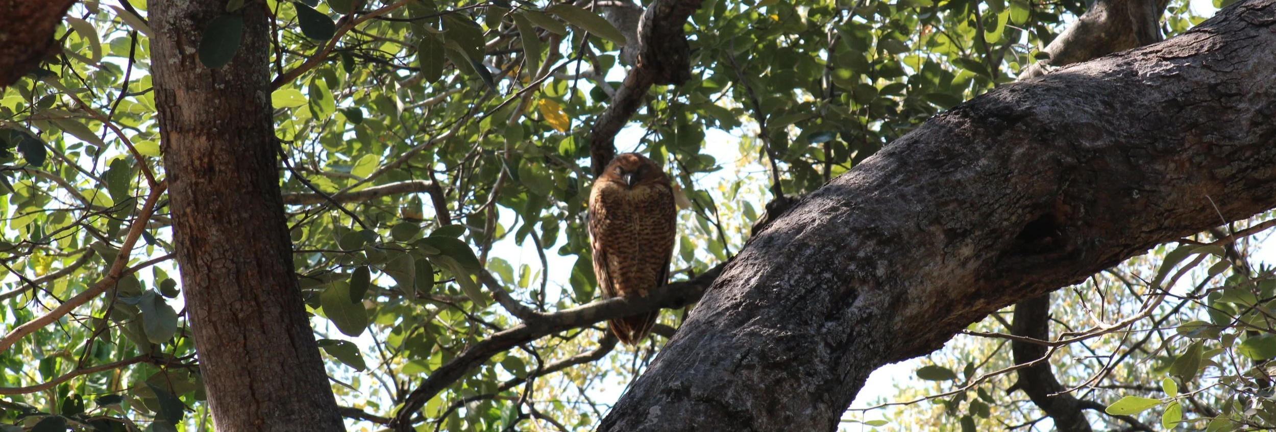 A sleeping Pel's Fishing Owl perched on a branch