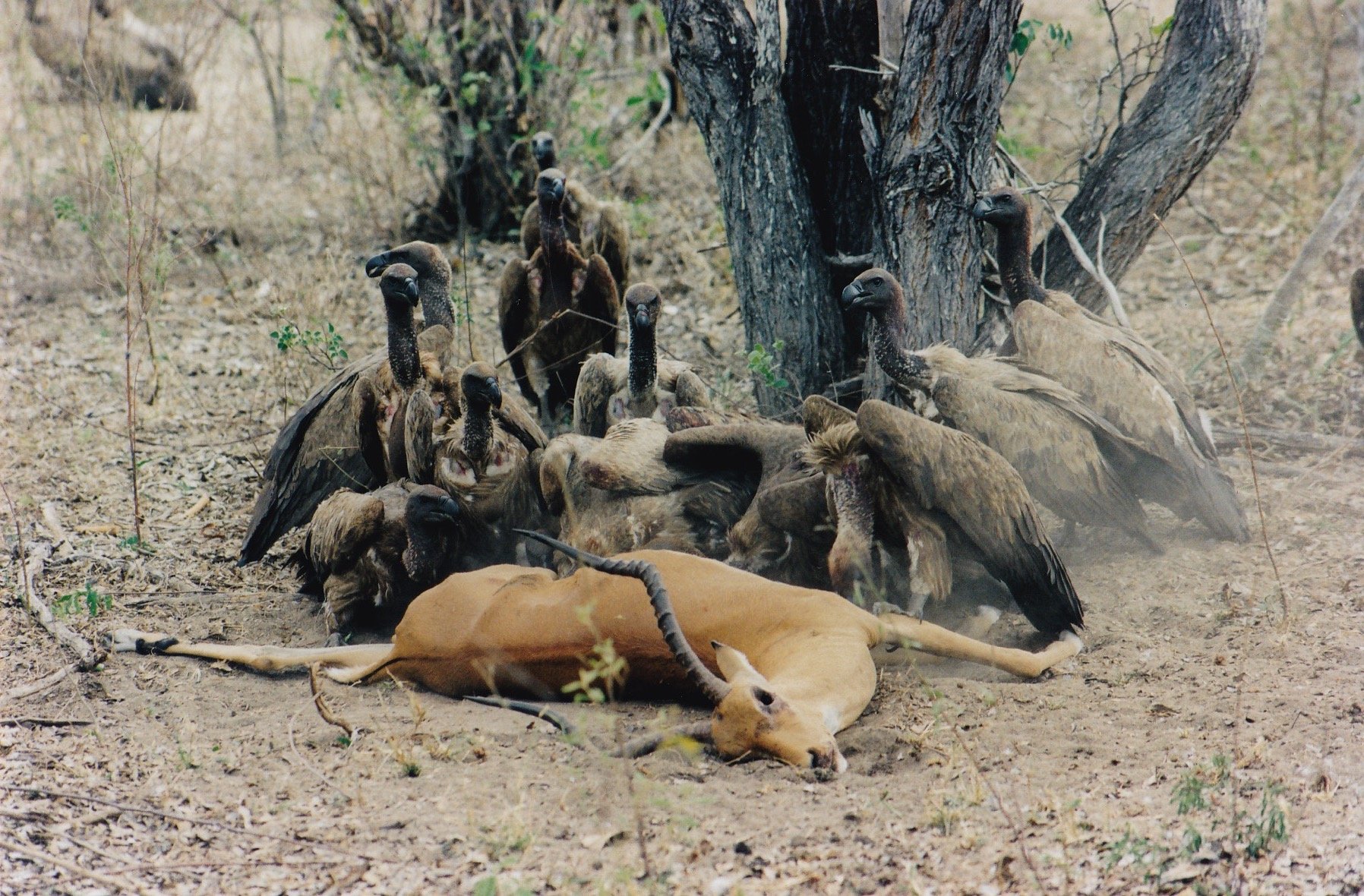 Vultures surround a dead impala