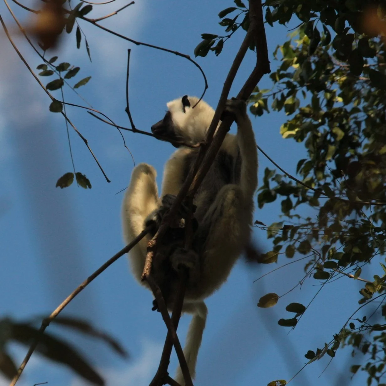 Madagascar: The Ultimate Guide to Africa's Living Laboratory