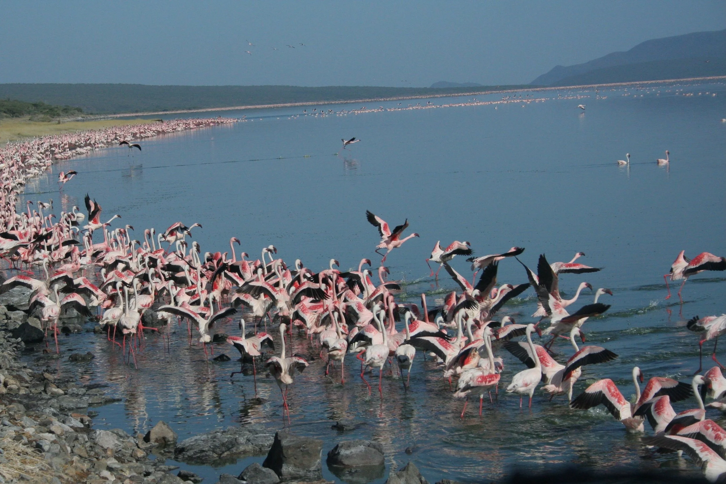 Low and No-Malaria Safari Destinations in Africa: A Complete Travel Guide 2025