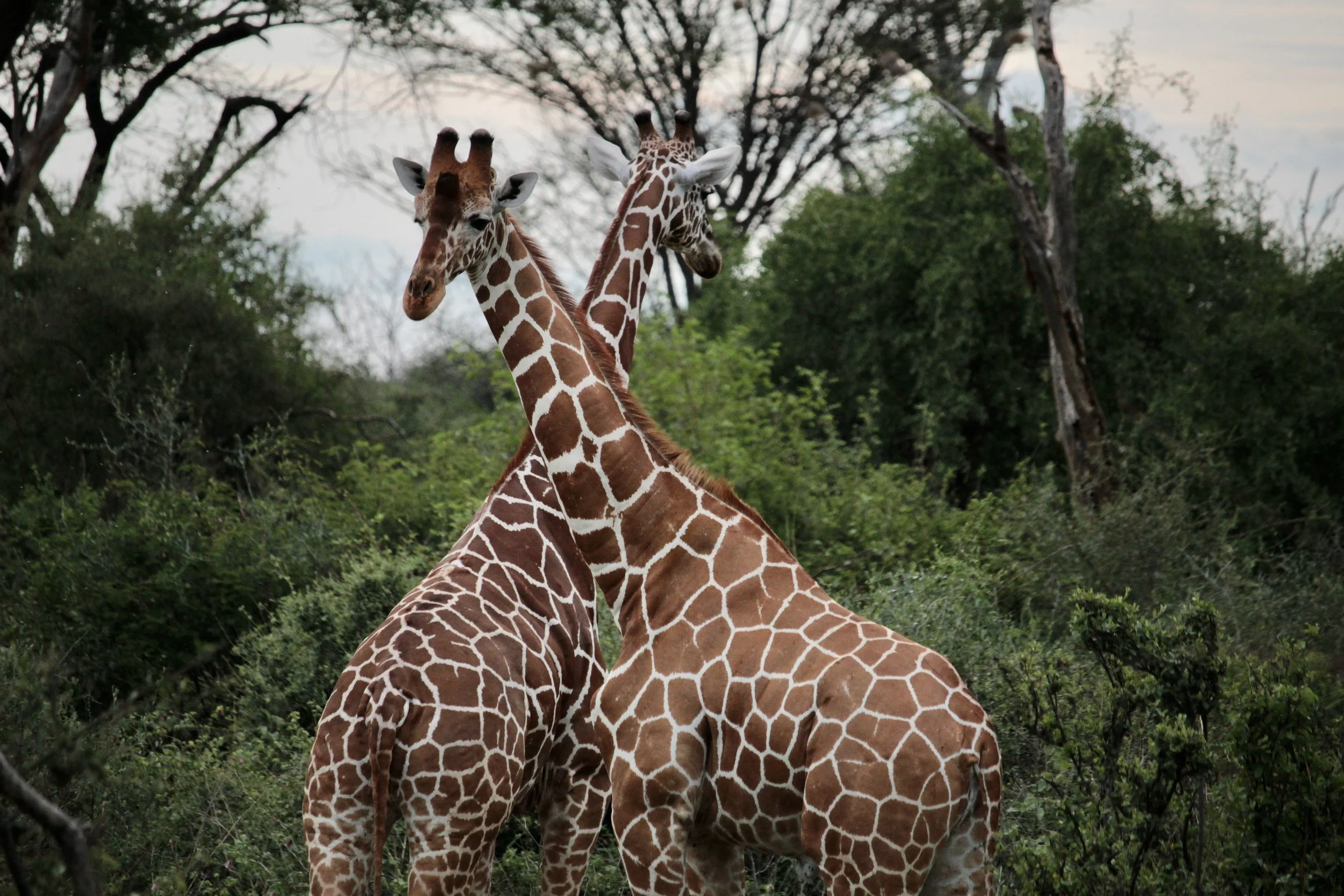 My Guide to Northern Kenya: Safaris Off the Beaten Path