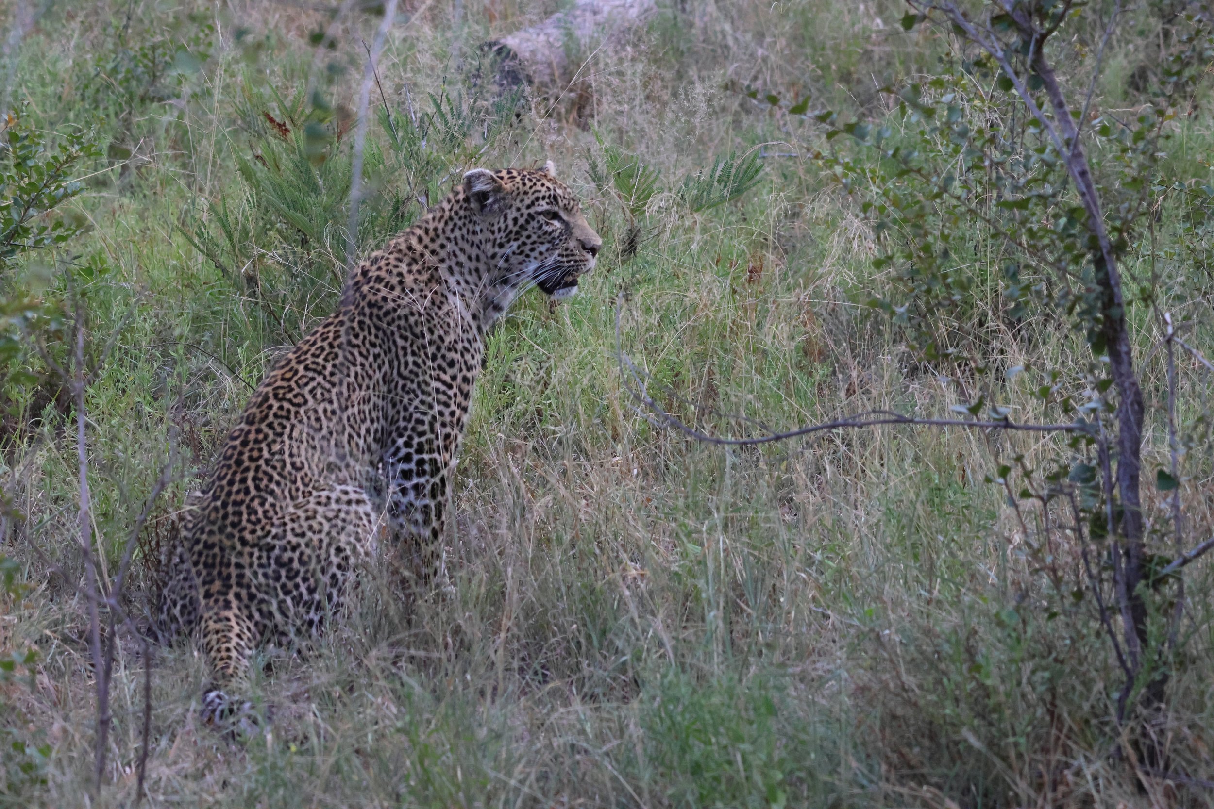 Package Safari or Tailored Itinerary? An Honest Comparison 