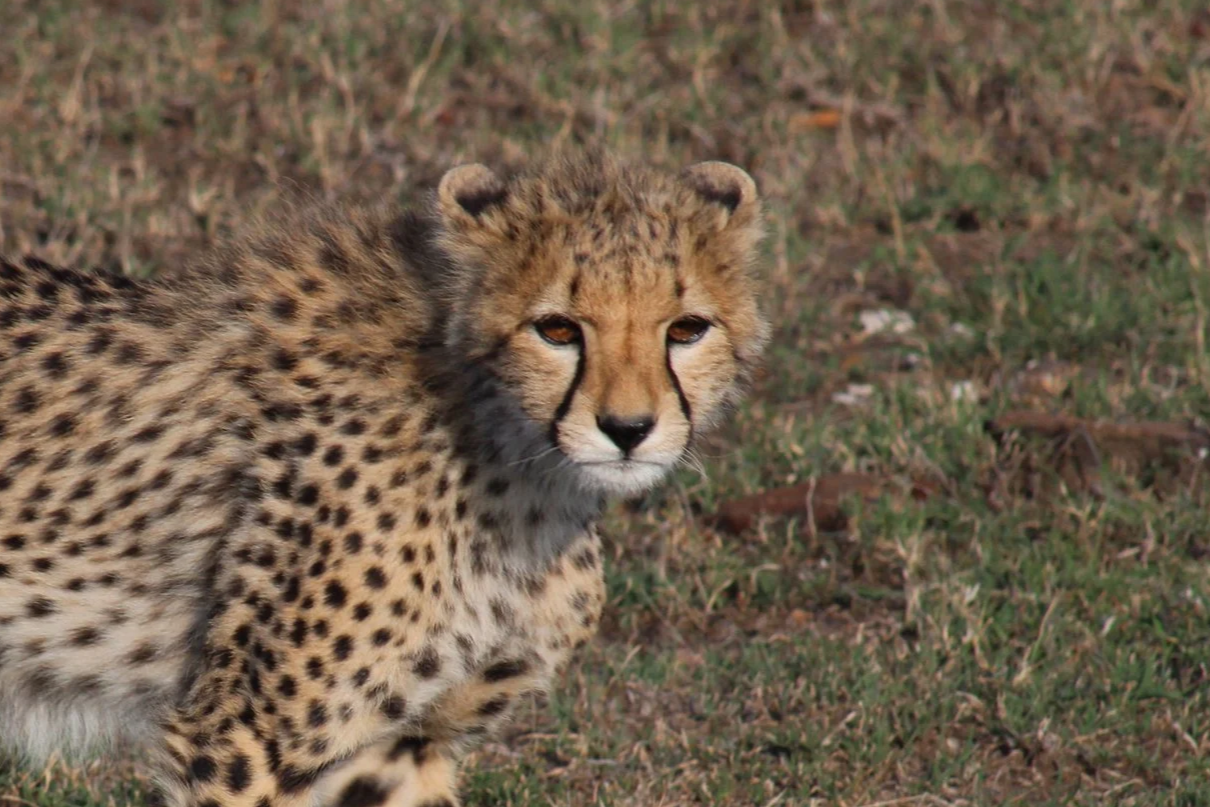 Where to See Cheetahs in Africa: Best Safari Destinations for Spotting the World's Fastest Cat