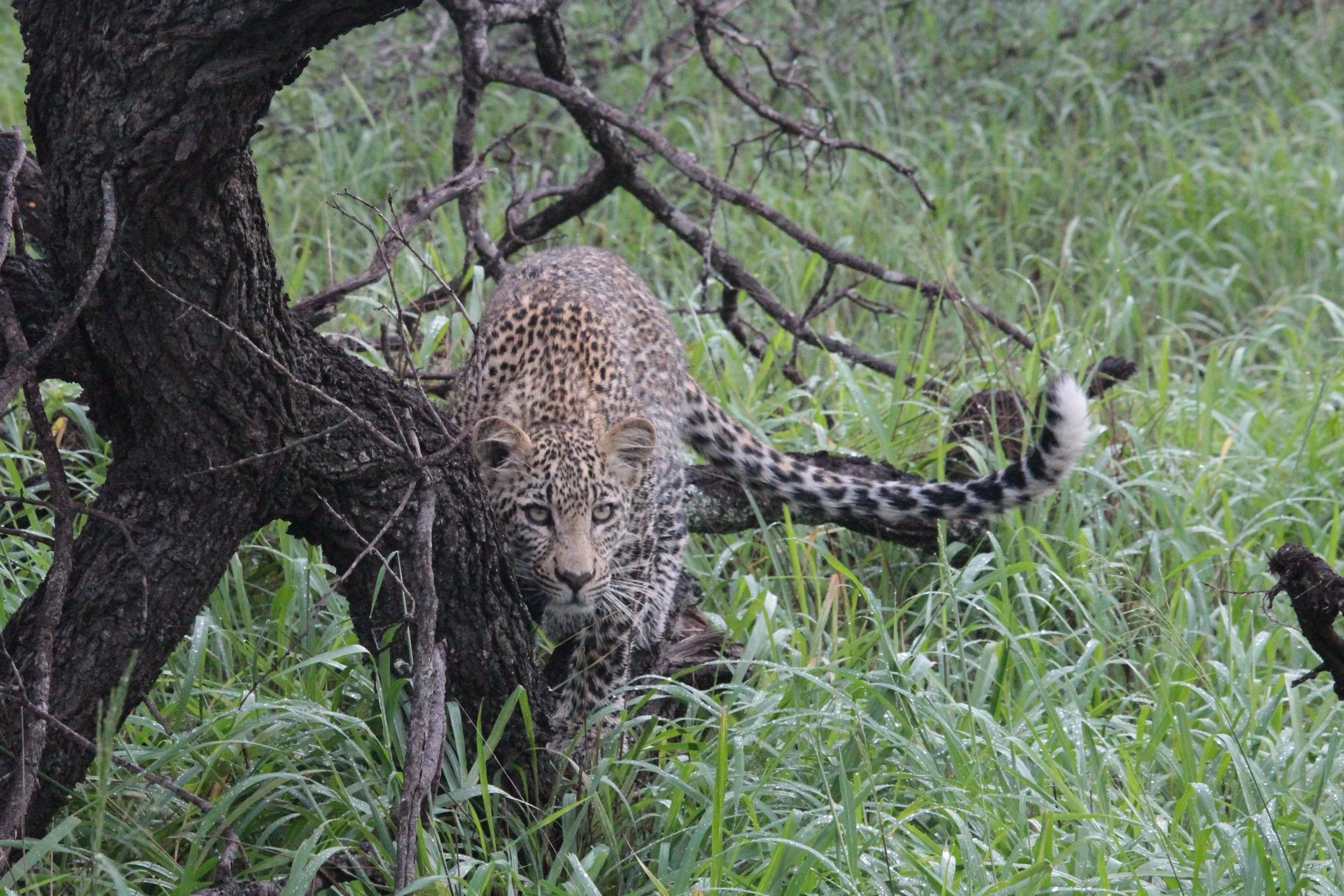 The Savvy Traveller's Guide to Africa's Green Season: November to April