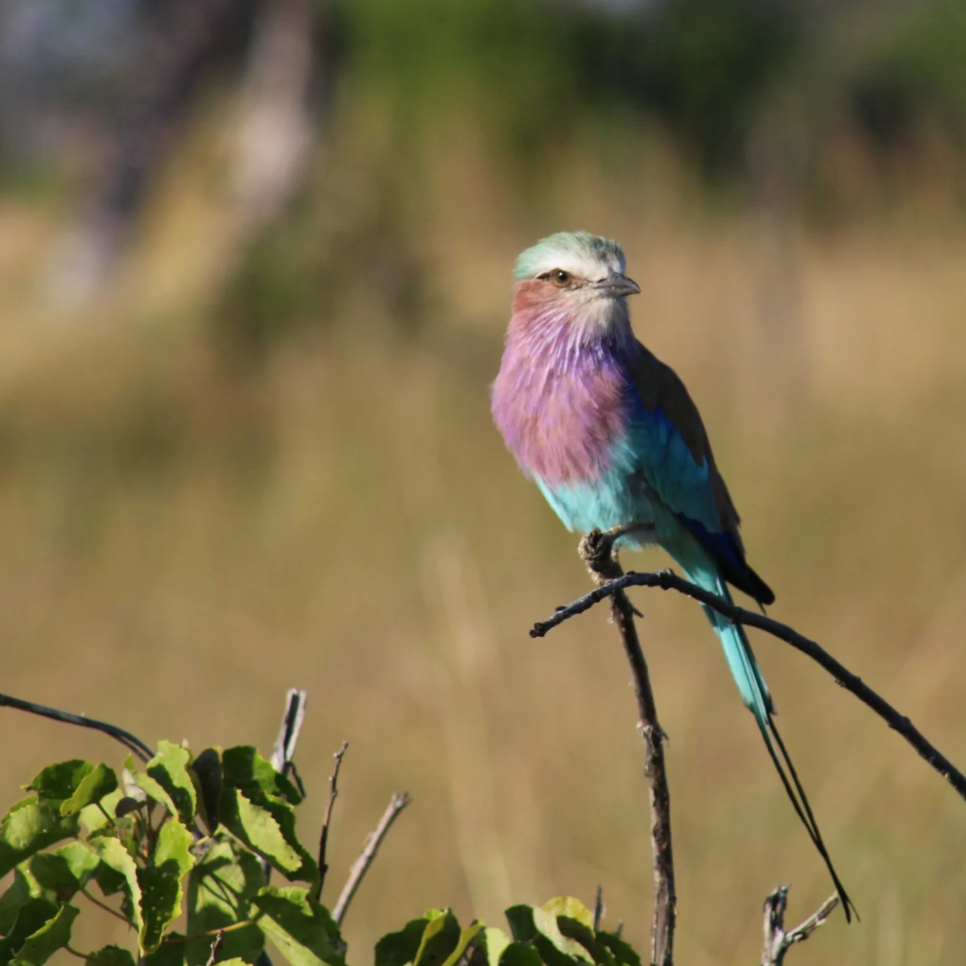 Birding Will Get You in the End: A Safari Conversion Story