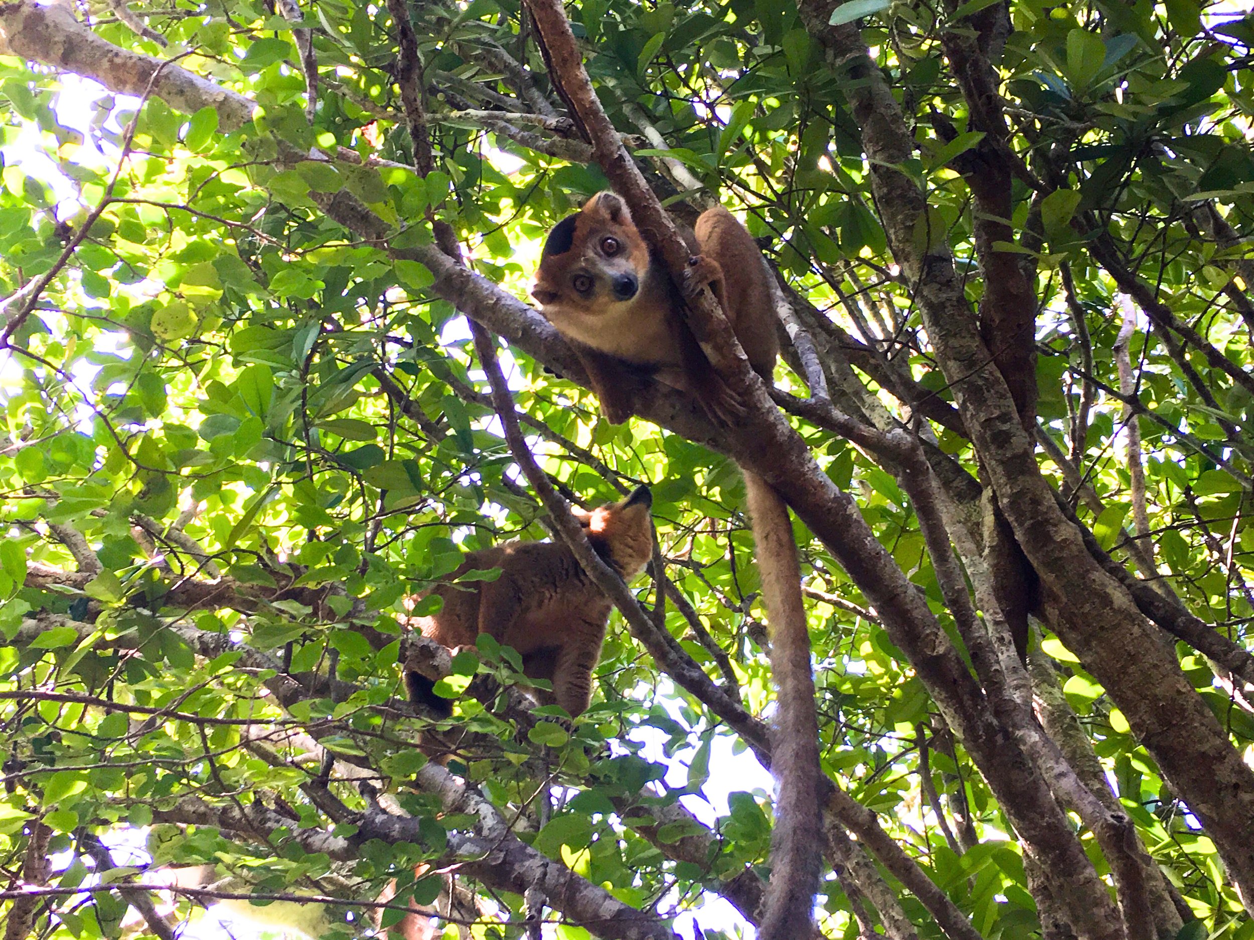 Madagascar: Africa’s Other World - Luxury Travel Guide