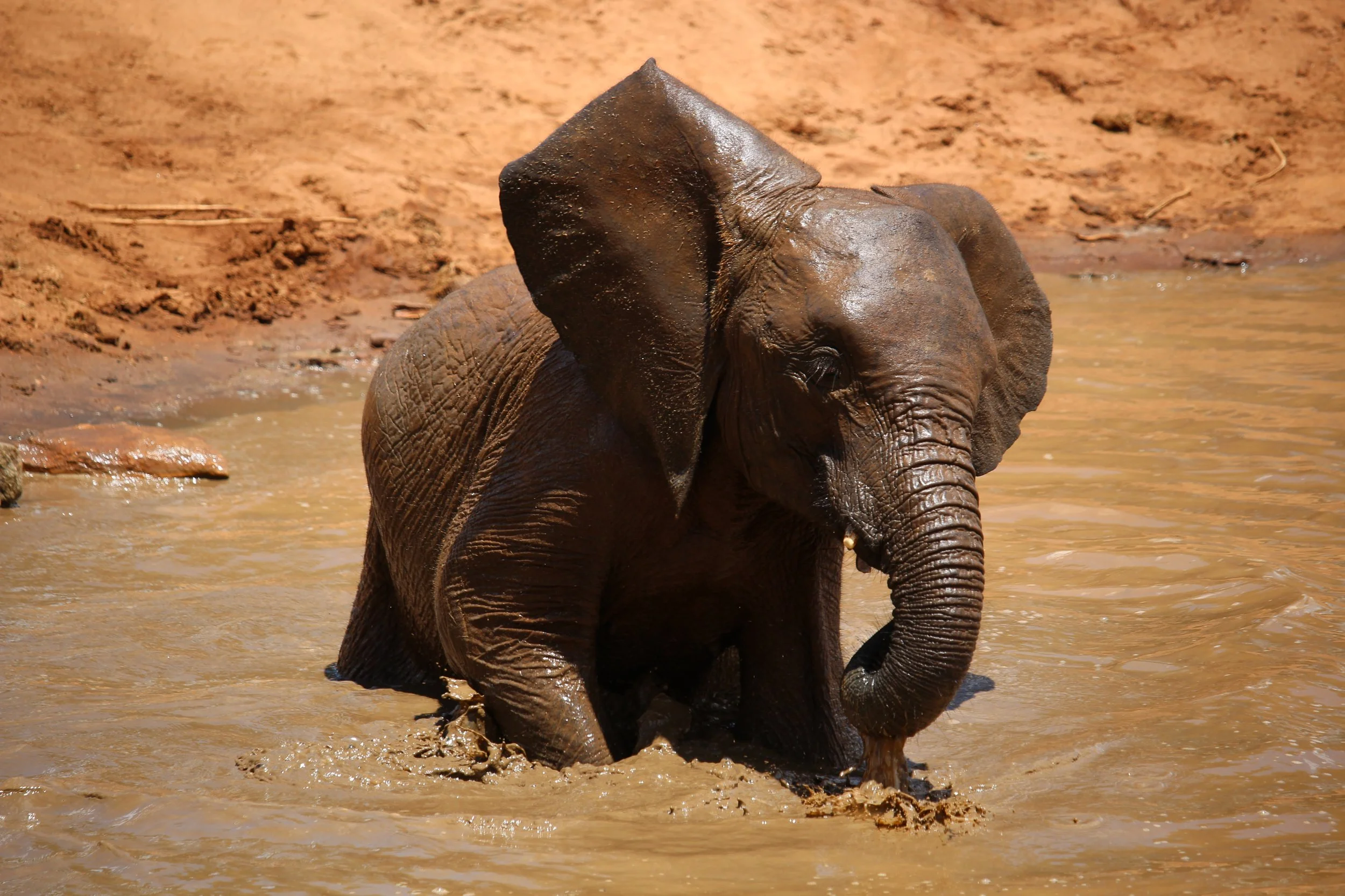 The Best Places in Africa to See Elephants