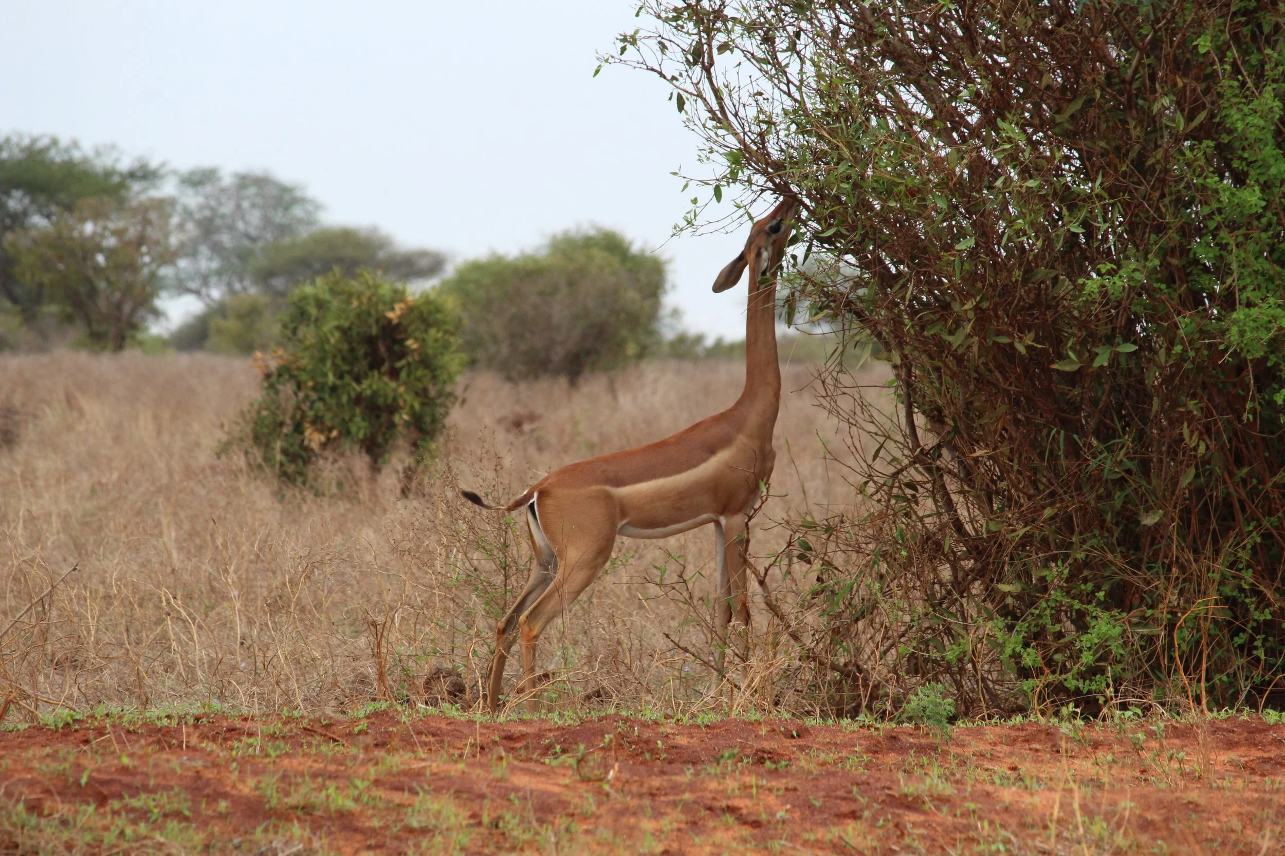Kenya Safari Destinations: Beyond the Mara