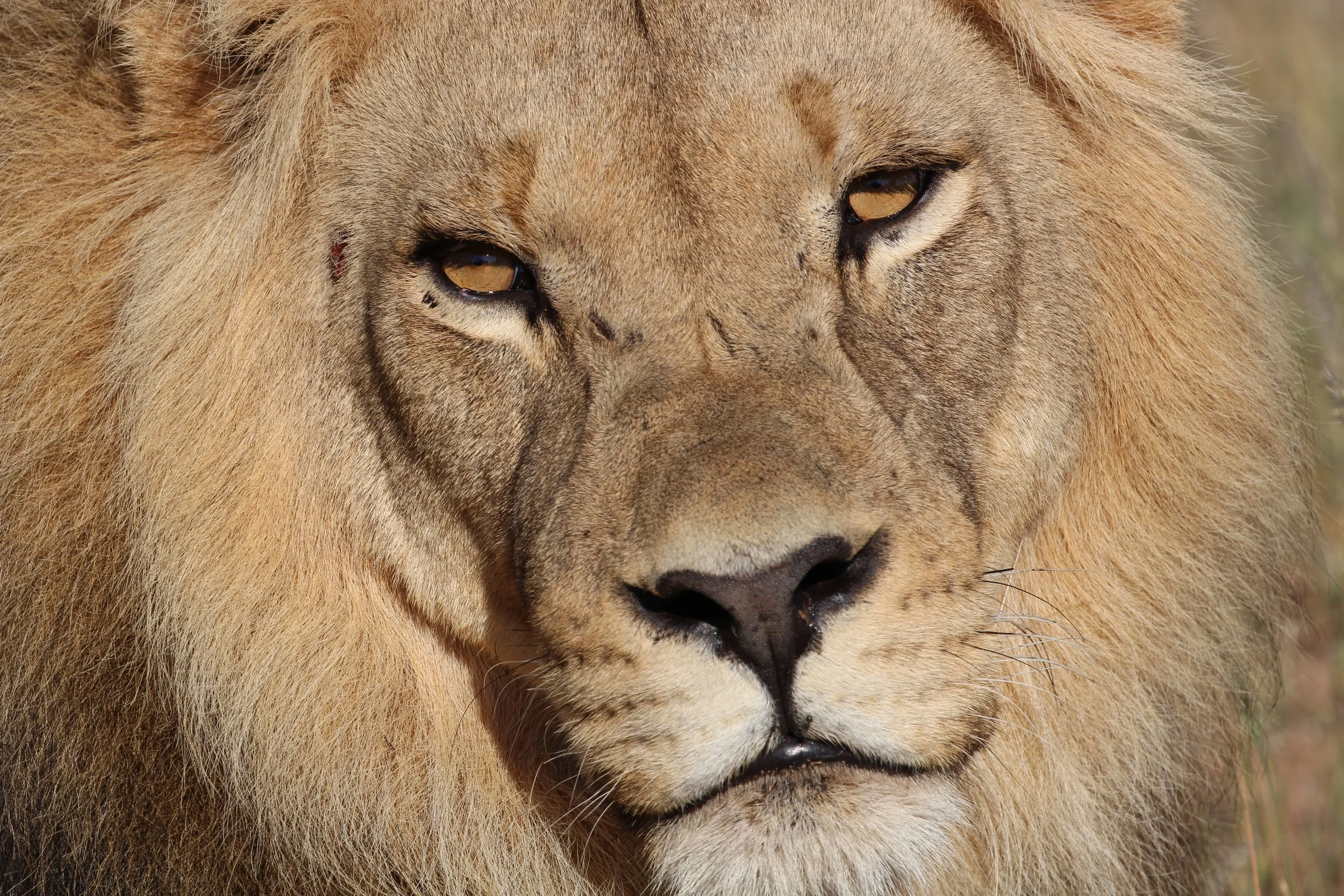 Best Places to See Lions in Africa: A Safari Specialist’s Guide