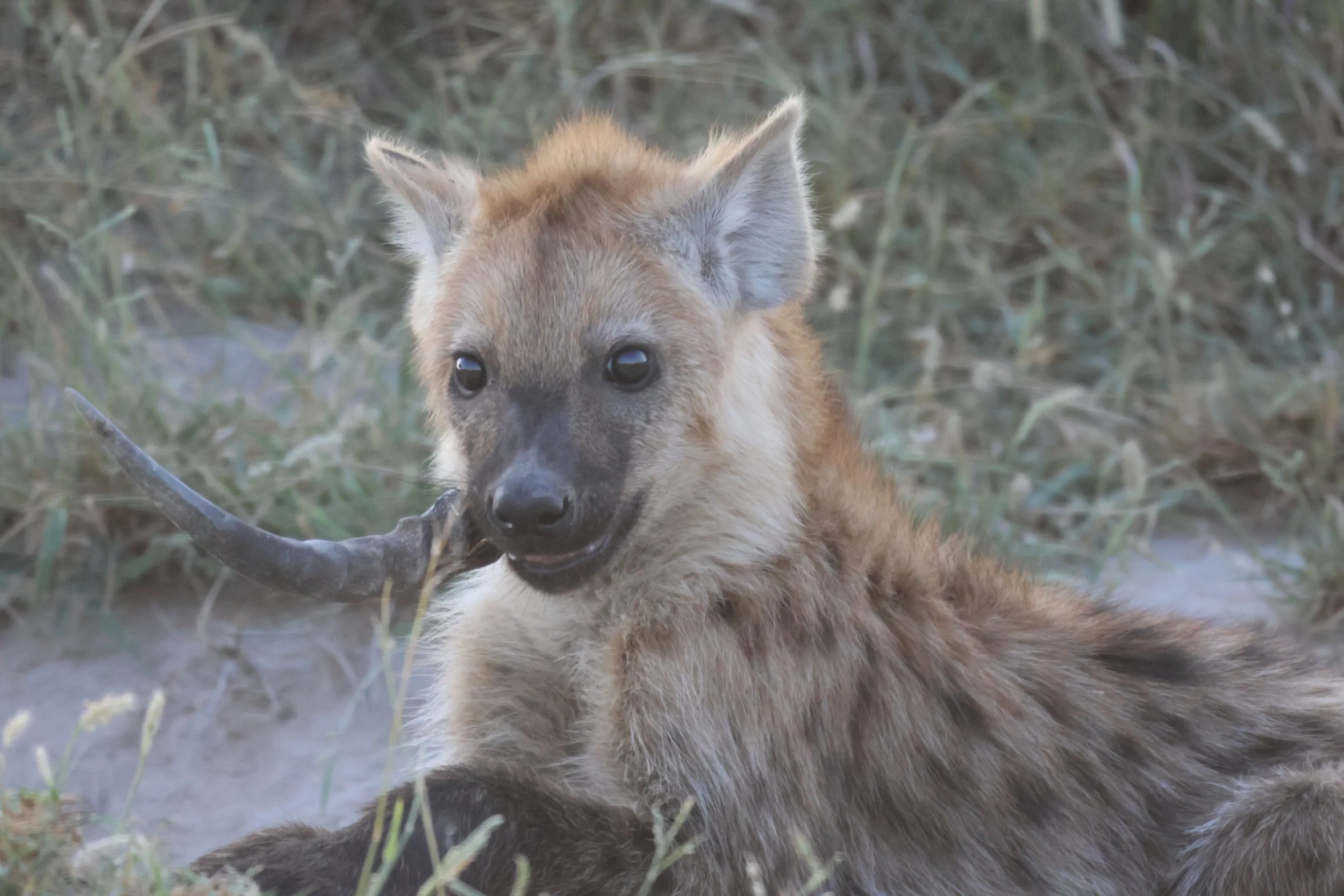 Where to See Hyenas on Safari (and Why They're Worth It)