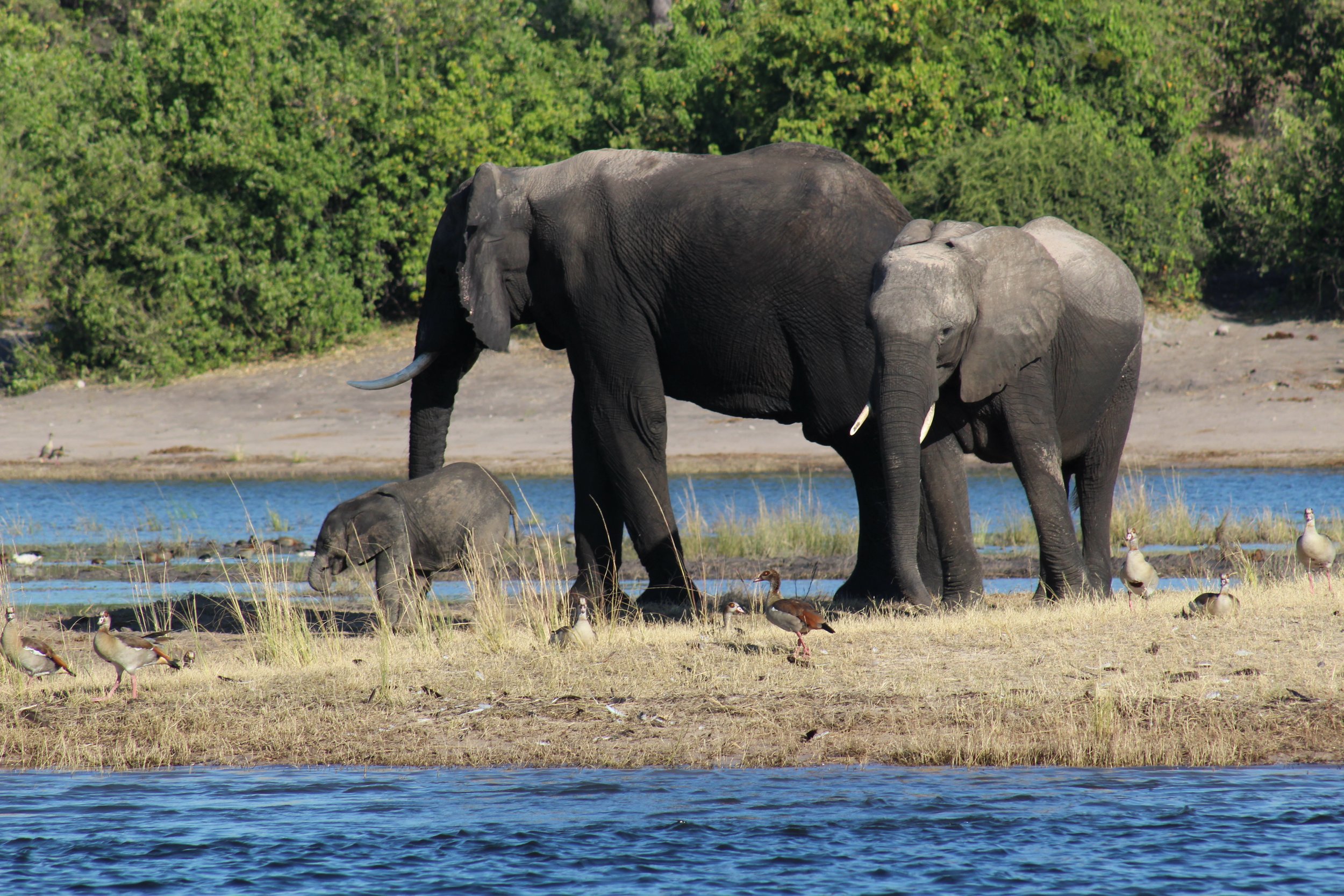 Where Is Best for Boating Activities on Safari?