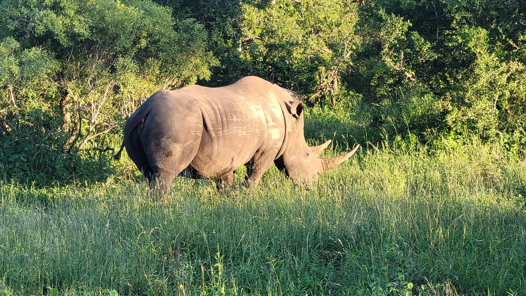White rhino grazing in green grass