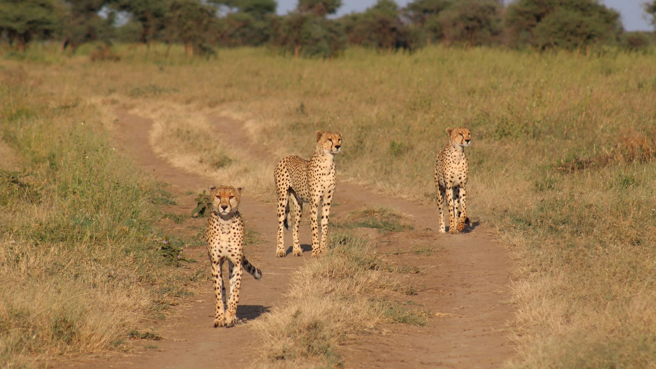 A coalition of three cheetah in the Namiri Plains area of Tanzania’s Serengeti