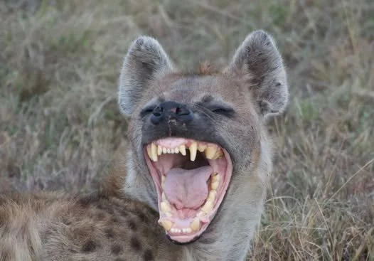 a spotted hyena showing it's teeth