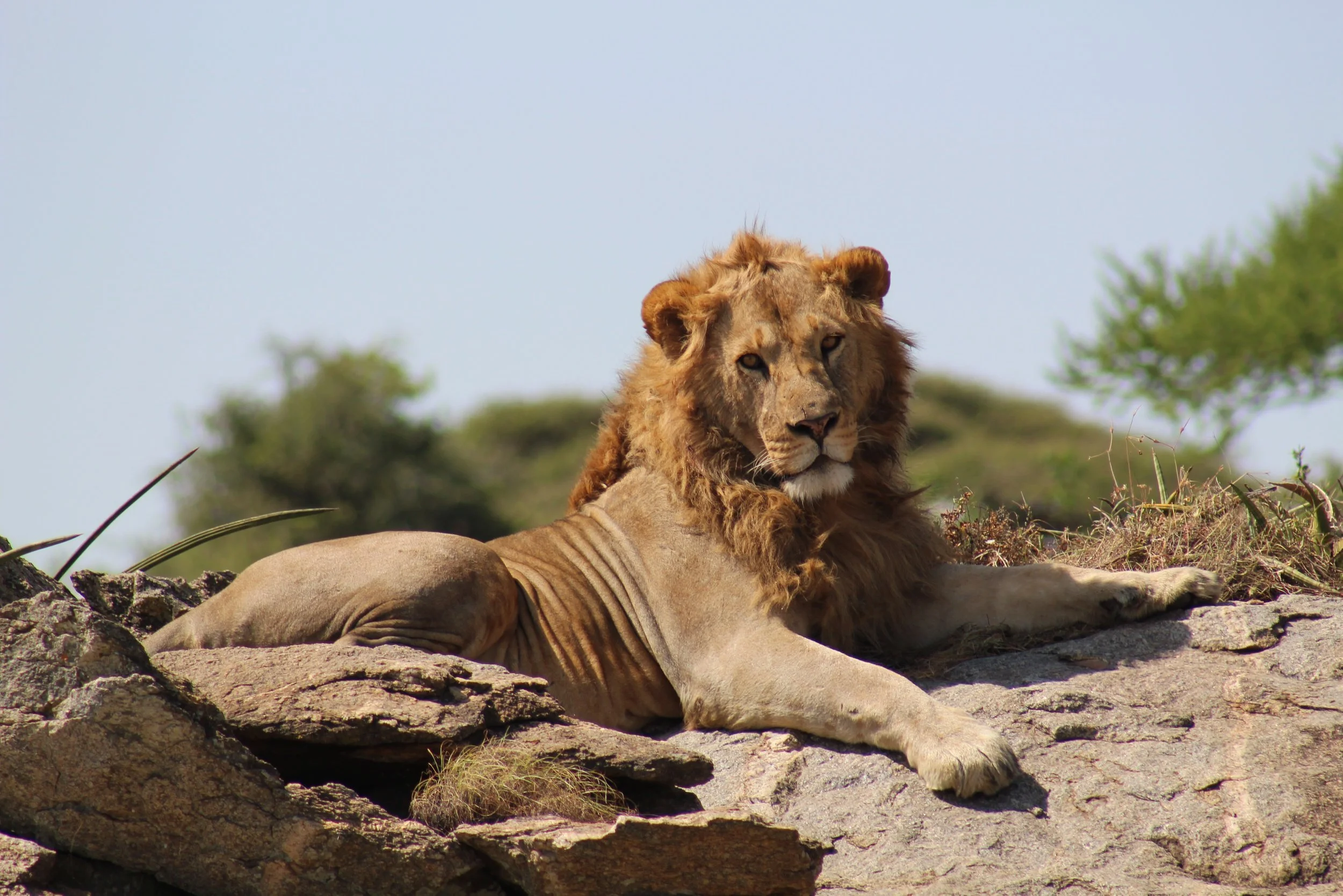 A male lion lying on top of a rock in the Serengeti, Tanzania