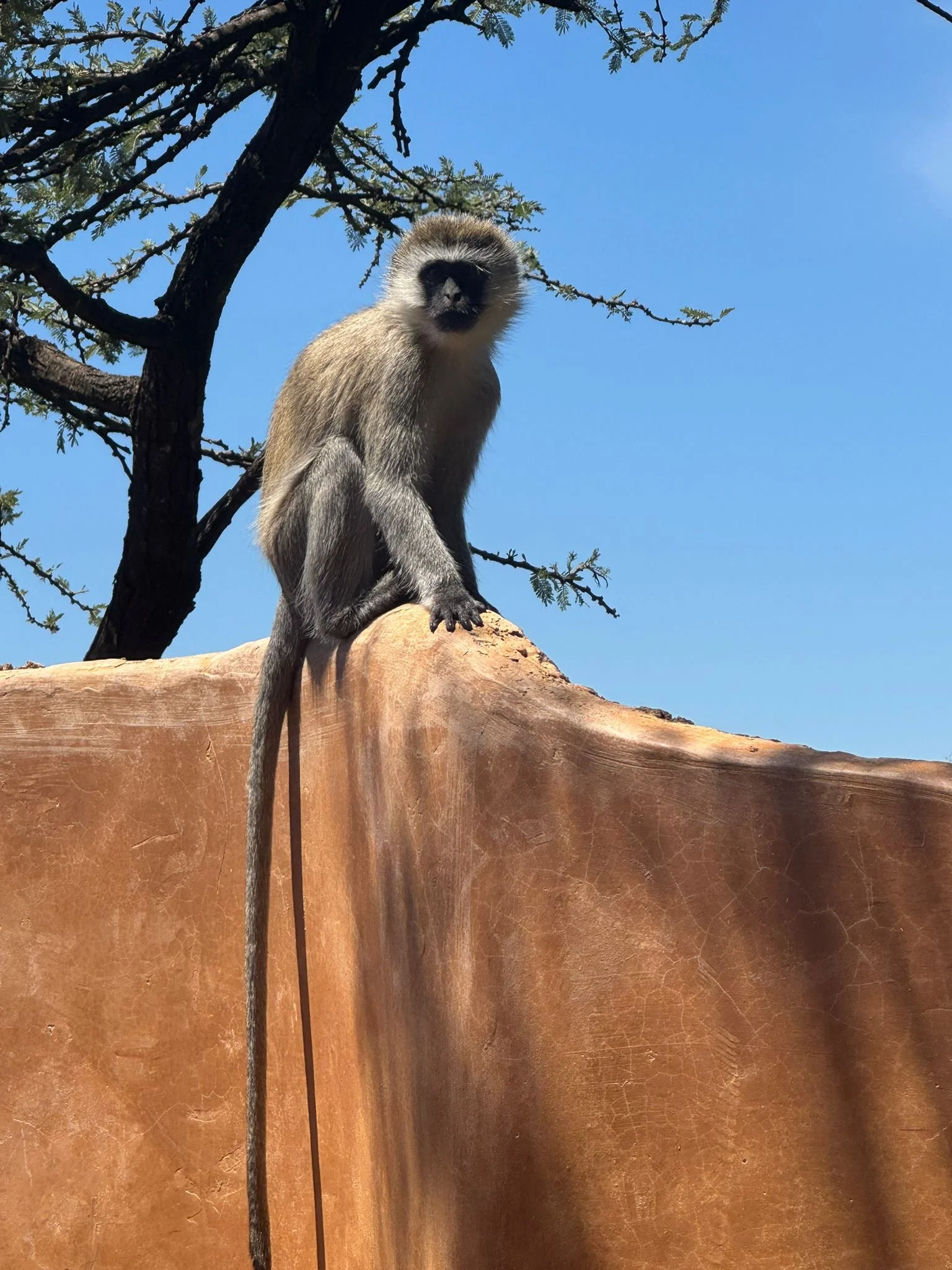 A vervet monkey on top of a wall