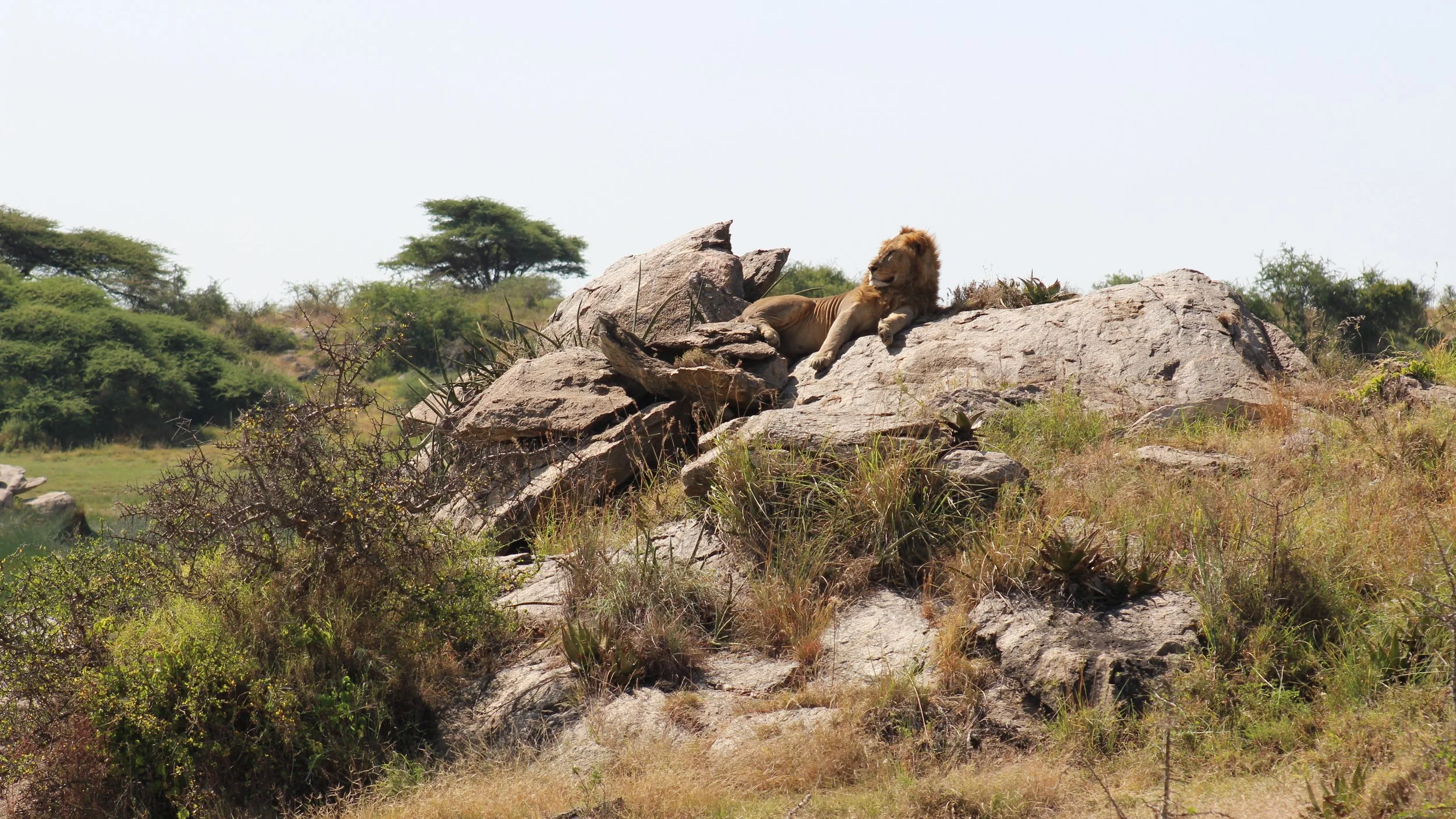 An adult male lion looks out from an elevated rocky outcrop